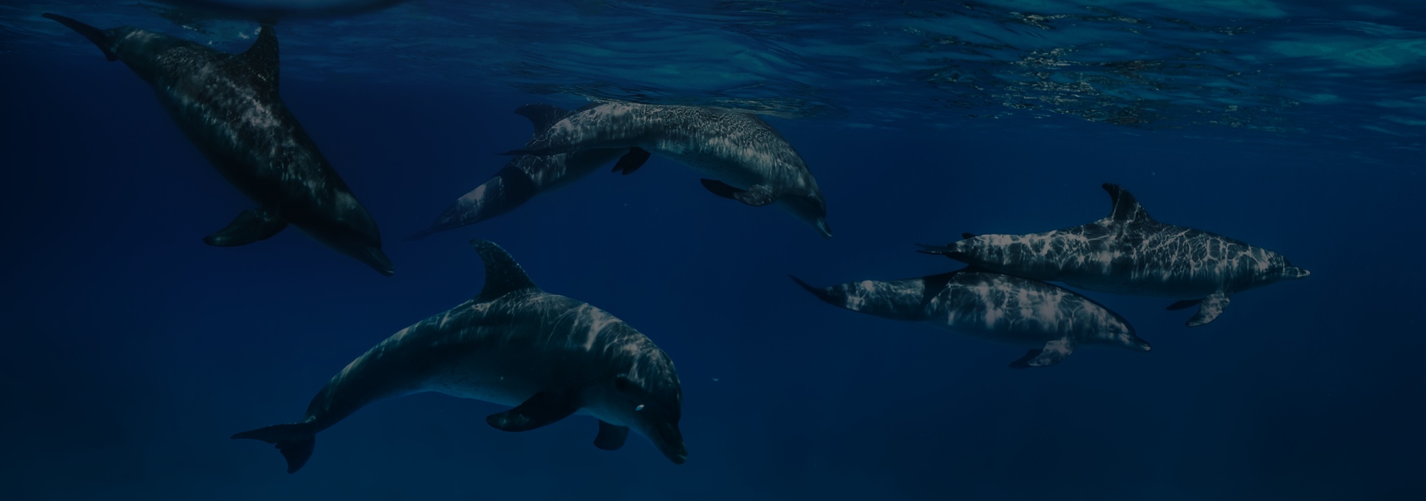 Strategic Account Leadership