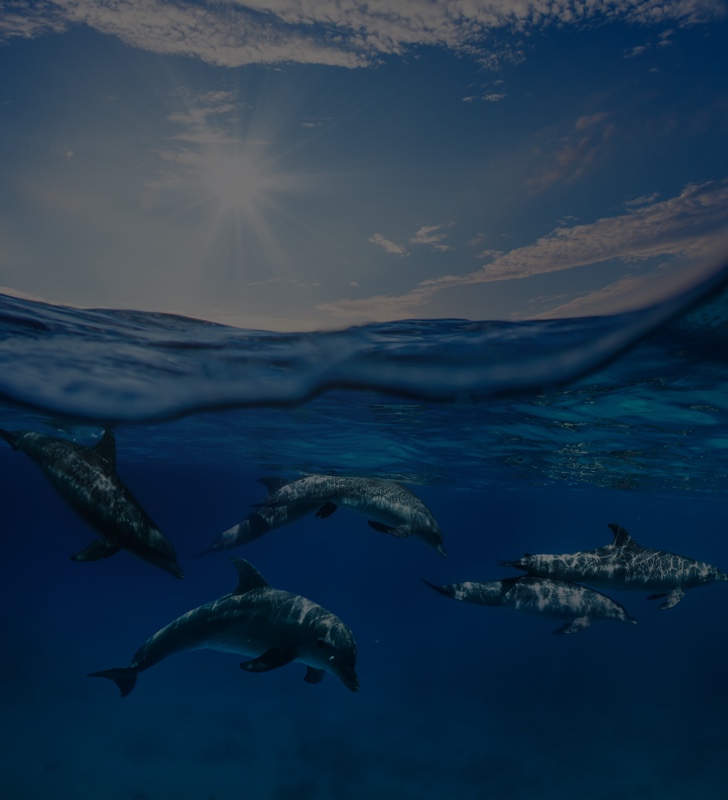 Dolphins in the sea